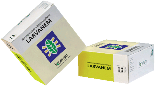 Larvanem (heterorhabditis bacteriophora (insectenparasitair aaltje))