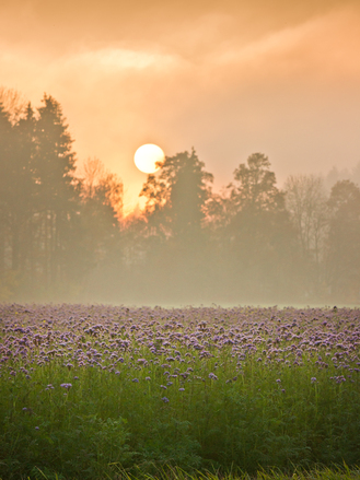 Phacelia