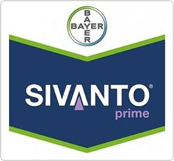 Sivanto prime