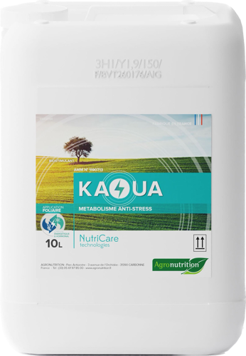 Kaoua