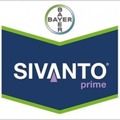 Sivanto prime