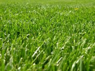 Vierseizoenenmengsel