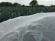 Folies, Netten en Doeken