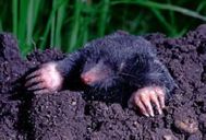 Ongediertebestrijding