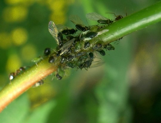 Insecticiden