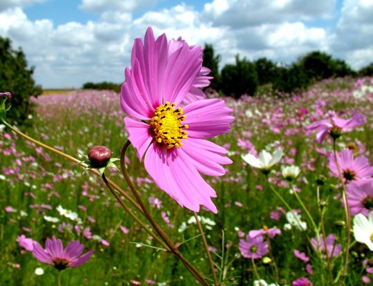 Veldbloemenmengsel