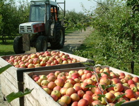 Fruitteelt