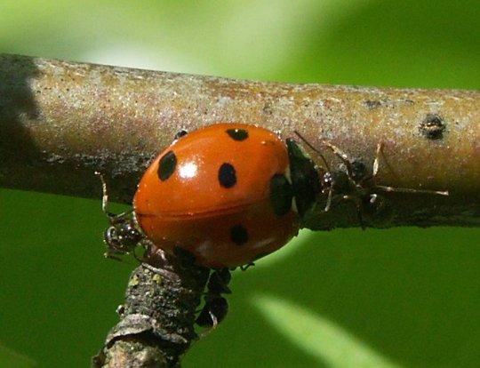 Biologische bestrijding