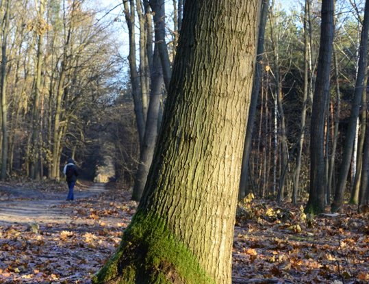 Mos op sierbomen