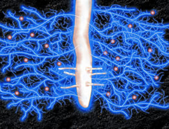 Mycorrhizae